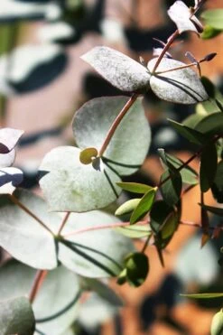 Maggie Cold Hardy Eucalyptus Tree (Eucalyptus Nova Anglica) - 3 Quart Pot 13 Maggie Cold Hardy Eucalyptus Tree (Eucalyptus Nova Anglica) - 3 Quart Pot -Hydrangeas Zone Eucalyptus Maggie 10 2