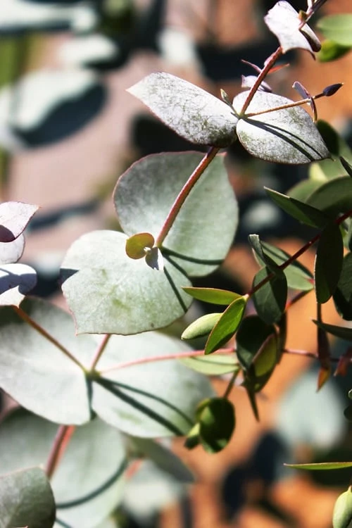 Maggie Cold Hardy Eucalyptus Tree (Eucalyptus Nova Anglica) - 3 Quart Pot 8 Maggie Cold Hardy Eucalyptus Tree (Eucalyptus Nova Anglica) - 3 Quart Pot - Image 6