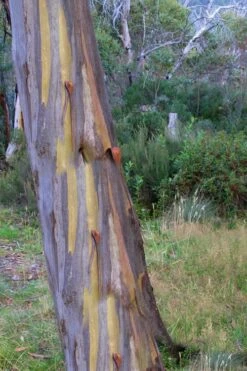 Sheila Cold Hardy Eucalyptus Tree (Eucalyptus Stellulata) - 1 Gallon Pot -Hydrangeas Zone Eucalyptus Sheila 10 3