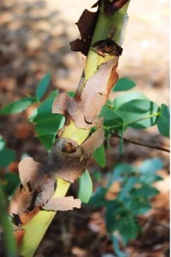 Sheila Cold Hardy Eucalyptus Tree (Eucalyptus Stellulata) - 1 Gallon Pot -Hydrangeas Zone Eucalyptus Sheila 9 3