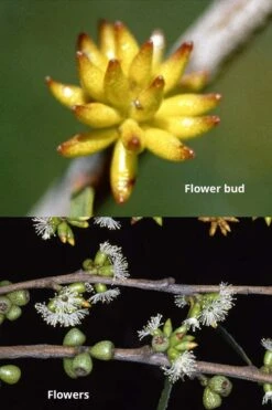 Skinny Minny Hardy Eucalyptus Tree (Eucalyptus Moorei) - 1 Gallon Pot 8 Skinny Minny Hardy Eucalyptus Tree (Eucalyptus Moorei) - 1 Gallon Pot -Hydrangeas Zone Eucalyptus Skinny Minny 1 5