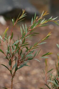 Skinny Minny Hardy Eucalyptus Tree (Eucalyptus Moorei) - Quart Pot 9 Skinny Minny Hardy Eucalyptus Tree (Eucalyptus Moorei) - Quart Pot -Hydrangeas Zone Eucalyptus Skinny Minny 2