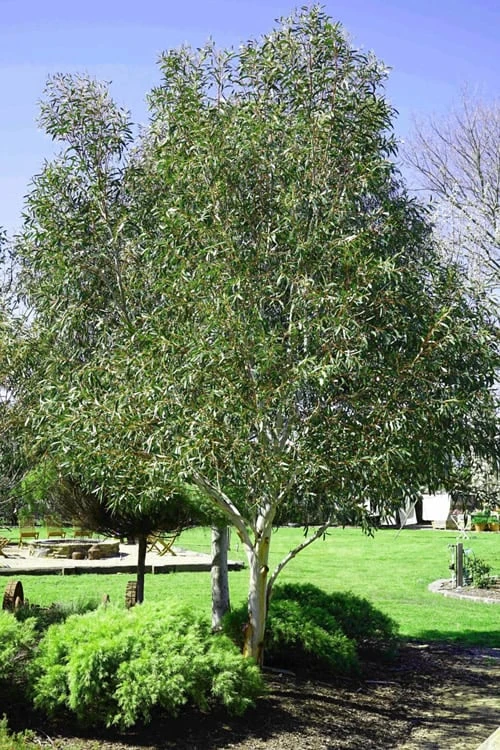 Snow Day Cold Hardy Eucalyptus Tree (Eucalyptus Gregsoniana) - 3 Gallon Pot 6 Snow Day Cold Hardy Eucalyptus Tree (Eucalyptus Gregsoniana) - 3 Gallon Pot - Image 4