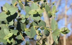 Cab Sav Cold Hardy Eucalyptus Tree (Eucalyptus Rubida) - 5 Gallon Pot 10 Cab Sav Cold Hardy Eucalyptus Tree (Eucalyptus Rubida) - 5 Gallon Pot -Hydrangeas Zone Eucalyptus Tree Cab Sav Rubida 4