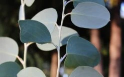 Mappa Tassie Cold Hardy Eucalyptus Tree (Eucalyptus Pauciflora) - 1 Gallon Pot 11 Mappa Tassie Cold Hardy Eucalyptus Tree (Eucalyptus Pauciflora) - 1 Gallon Pot -Hydrangeas Zone Eucalyptus Tree Mappa Tassie Pauciflora Snow Gum 4