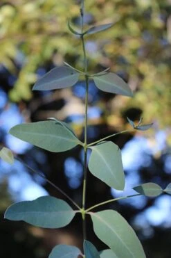 Grace Cold Hardy Eucalyptus Tree (Eucalyptus Elliptica) - 2 Gallon Pot -Hydrangeas Zone Eucalytptus Grace BS 4