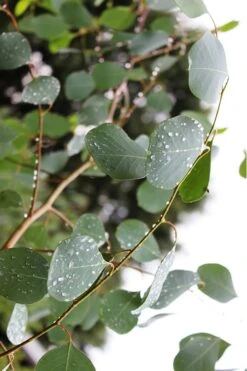 Lucky Country Cold Hardy Eucalyptus Tree (Eucalyptus Camphora) - 5 Gallon Pot 15 Lucky Country Cold Hardy Eucalyptus Tree (Eucalyptus Camphora) - 5 Gallon Pot -Hydrangeas Zone Eucalytptus Lucky Country BS