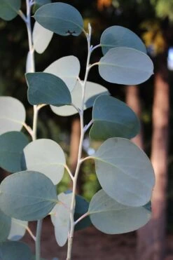 Mappa Tassie Cold Hardy Eucalyptus Tree (Eucalyptus Pauciflora) - 1 Gallon Pot 13 Mappa Tassie Cold Hardy Eucalyptus Tree (Eucalyptus Pauciflora) - 1 Gallon Pot -Hydrangeas Zone Eucalytptus Mappa Tassie BS 4