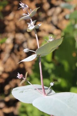 Maggie Cold Hardy Eucalyptus Tree (Eucalyptus Nova Anglica) - Quart Pot -Hydrangeas Zone Eusalyptus Maggie 1 500x750 1
