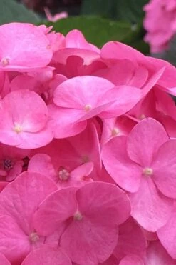 After Midnight Hydrangea - 3 Gallon Pot -Hydrangeas Zone Hydrangea After Midnight 1