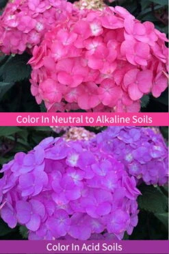 After Midnight Hydrangea - 3 Gallon Pot -Hydrangeas Zone Hydrangea After Midnight 6