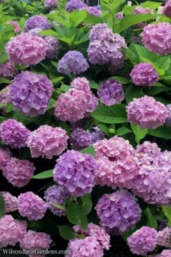All Summer Beauty Hydrangea - 3 Gallon Pot -Hydrangeas Zone Hydrangea All Summer Beauty 1