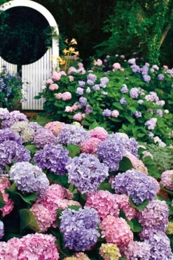 All Summer Beauty Hydrangea - 3 Gallon Pot -Hydrangeas Zone Hydrangea All Summer Beauty 2
