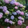 All Summer Beauty Hydrangea - 3 Gallon Pot -Hydrangeas Zone Hydrangea All Summer Beauty 3