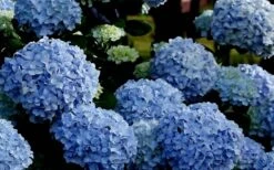 Big Daddy Hydrangea - 2 Gallon Pot -Hydrangeas Zone Hydrangea Big Daddy