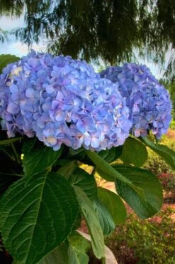 Big Daddy Hydrangea - 3 Gallon Pot -Hydrangeas Zone Hydrangea Big Daddy 500x750 4