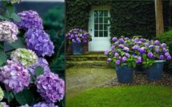 Bloomstruck Endless Summer Hydrangea - 1 Gallon Pot -Hydrangeas Zone Hydrangea Bloomstruck 2 2