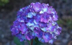 Bloomstruck Endless Summer Hydrangea - 1 Gallon Pot -Hydrangeas Zone Hydrangea Bloomstruck Bloom 2