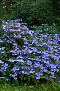 Blue Wave Lacecap Hydrangea - 3 Gallon Pot -Hydrangeas Zone Hydrangea Blue Wave 1
