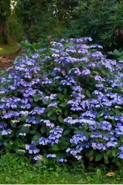 Blue Wave Lacecap Hydrangea - 3 Gallon Pot -Hydrangeas Zone Hydrangea Blue Wave 3