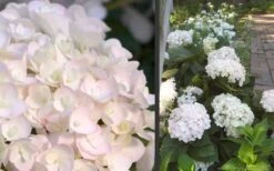 Blushing Bride Endless Summer Hydrangea - 1 Gallon Pot -Hydrangeas Zone Hydrangea Blushing Bride 1