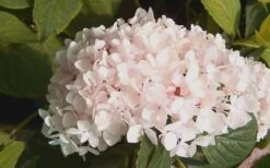 Blushing Bride Endless Summer Hydrangea - 2 Gallon Pot -Hydrangeas Zone Hydrangea Blushing Bride 2