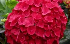 Cardinal Red Hydrangea - 3 Gallon Pot -Hydrangeas Zone Hydrangea Cardinal 2