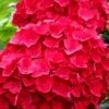 Cardinal Red Hydrangea - 1 Gallon Pot -Hydrangeas Zone Hydrangea Cardinal Red BS 1