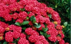 Cardinal Red Hydrangea - 3 Gallon Pot -Hydrangeas Zone Hydrangea Cardinal Shrub In Bloom 2