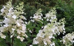 Kyushu Hydrangea - 3 Gallon Pot -Hydrangeas Zone Hydrangea Chantilly Lace 1