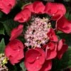 Cherry Explosion Hydrangea - 1 Gallon Pot -Hydrangeas Zone Hydrangea Cherry Explosion 1 1