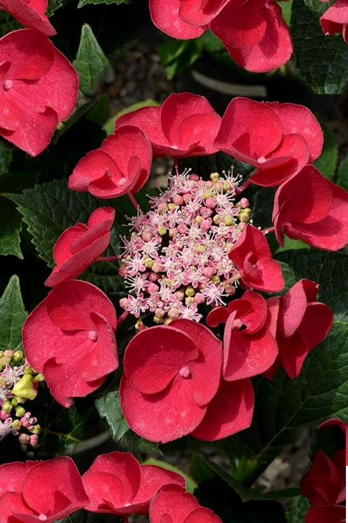 Hydrangeas Zone -Hydrangeas Zone Hydrangea Cherry Explosion 1 1