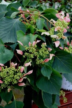 Rose Sensation Pink Climbing Hydrangea Vine - 1 Gallon Pot 16 Rose Sensation Pink Climbing Hydrangea Vine - 1 Gallon Pot -Hydrangeas Zone Hydrangea Climbing Rose Sensation 2