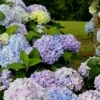 Dear Dolores Hydrangea - 1 Gallon Pot -Hydrangeas Zone Hydrangea Dear Delores 500x750 1