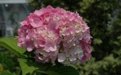 Dear Dolores Hydrangea - 1 Gallon Pot 14 Dear Dolores Hydrangea - 1 Gallon Pot -Hydrangeas Zone Hydrangea Dear Dolores Pink