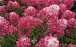 Diamond Rouge Hydrangea - 3 Gallon Pot -Hydrangeas Zone Hydrangea Diamond Rouge 7