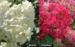 Diamond Rouge Hydrangea - 3 Gallon Pot -Hydrangeas Zone Hydrangea Diamond Rouge 8