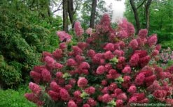 Diamond Rouge Hydrangea - 3 Gallon Pot -Hydrangeas Zone Hydrangea Diamond Rouge5
