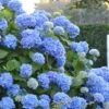 Endless Summer Hydrangea Original - 3 Gallon Pot -Hydrangeas Zone Hydrangea Endless Summer 500x750 1
