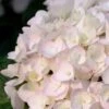 Blushing Bride Endless Summer Hydrangea - 2 Gallon Pot -Hydrangeas Zone Hydrangea Endless Summer Blushing Bride 500x750 1