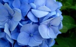 Endless Summer Hydrangea Original - 1 Gallon Pot -Hydrangeas Zone Hydrangea Endless Summer Closeup 2 1
