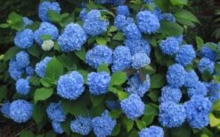 Endless Summer Hydrangea Original - 3 Gallon Pot -Hydrangeas Zone Hydrangea Endless Summer Closeup 3