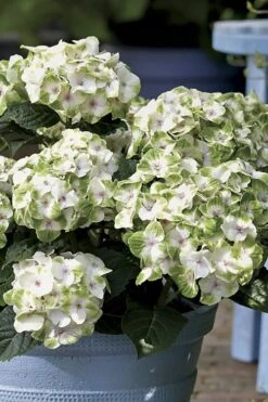 Everlasting Noblesse Hydrangea - 3 Gallon Pot 10 Everlasting Noblesse Hydrangea - 3 Gallon Pot -Hydrangeas Zone Hydrangea Everlasting Noblesse 1