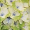 Everlasting Noblesse Hydrangea - 3 Gallon Pot -Hydrangeas Zone Hydrangea Everlasting Noblesse 2