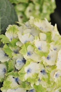 Everlasting Noblesse Hydrangea - 3 Gallon Pot 11 Everlasting Noblesse Hydrangea - 3 Gallon Pot -Hydrangeas Zone Hydrangea Everlasting Noblesse 3