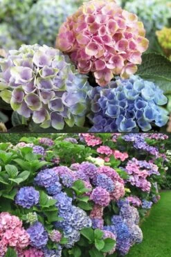 Everlasting Revolution Hydrangea - 3 Gallon Pot -Hydrangeas Zone Hydrangea Everlasting Revolution 2 1