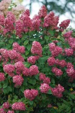 Fire Light Hydrangea - Single Trunk Topiary Tree - 5 Gallon Pot -Hydrangeas Zone Hydrangea Fire Light 2 1