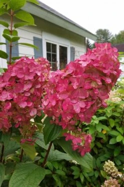 Fire Light Hydrangea - Single Trunk Topiary Tree - 5 Gallon Pot -Hydrangeas Zone Hydrangea Fire Light 3 1