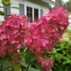 Fire Light Hydrangea - 3 Gallon Pot -Hydrangeas Zone Hydrangea Fire Light 3