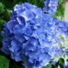 Glory Blue Hydrangea - 3 Gallon Pot -Hydrangeas Zone Hydrangea Glory Blue 10
